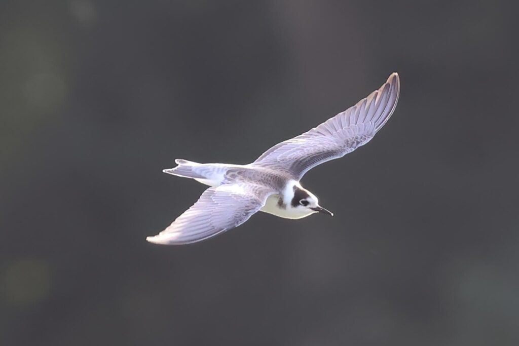 Black Tern