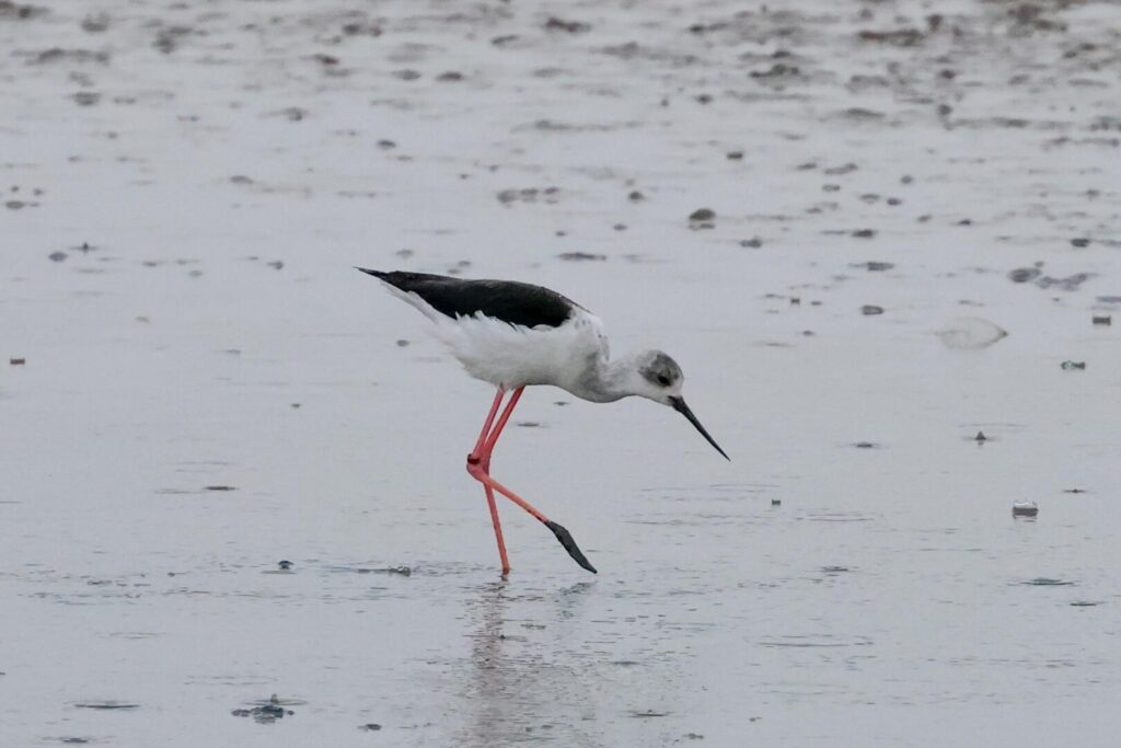 Black-winged Stilt