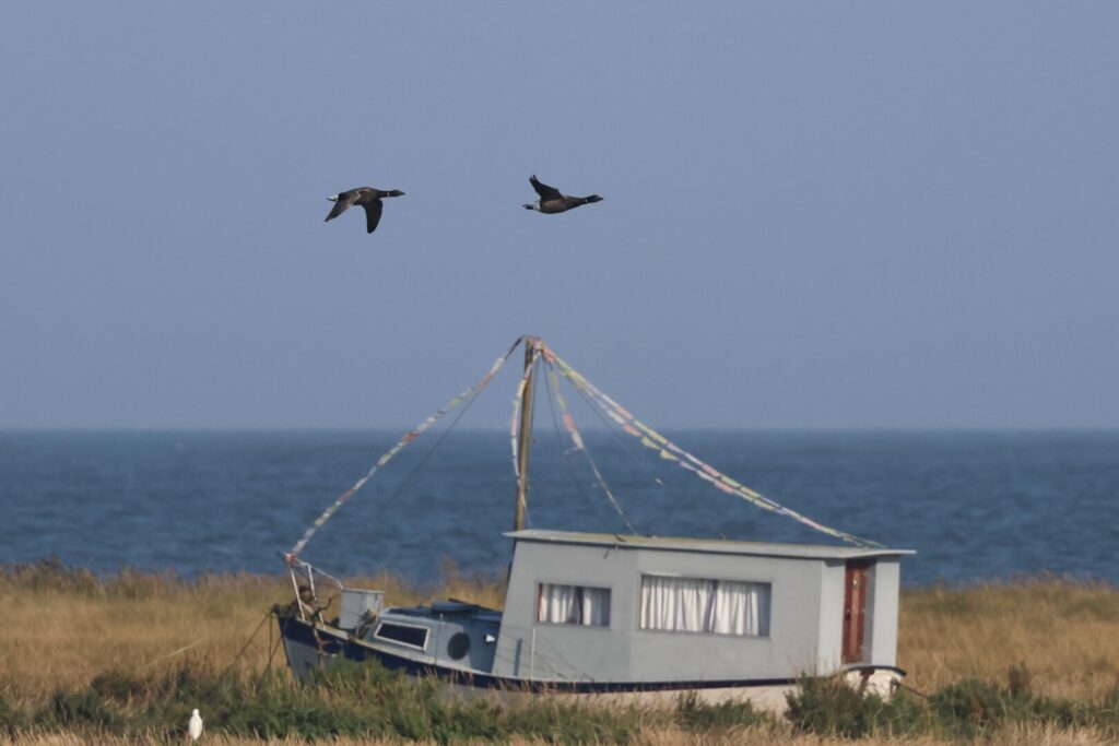 Brent Geese