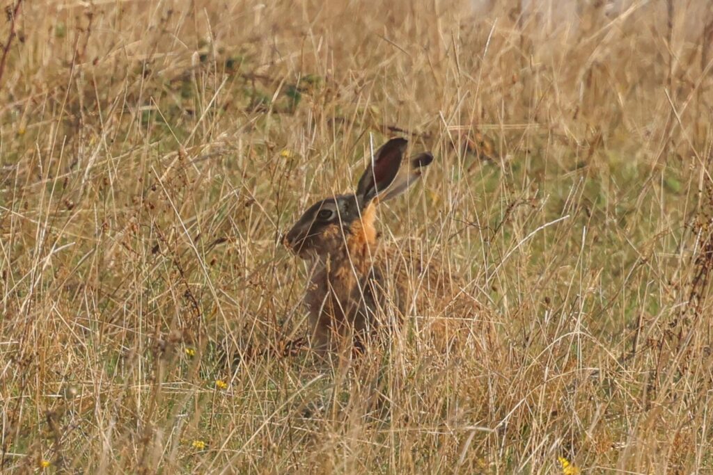 Brown Hare