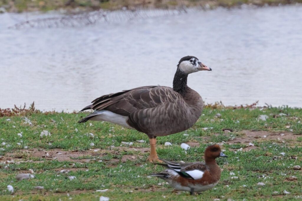 Canada Goose x Greylag hybrid