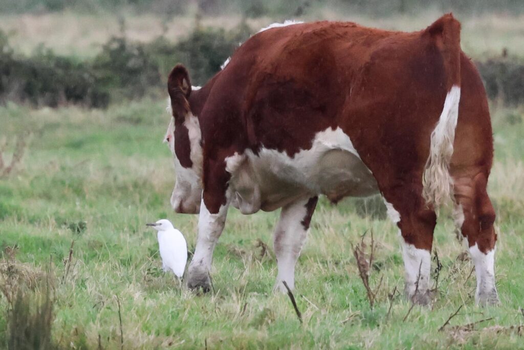 Cattle Egret