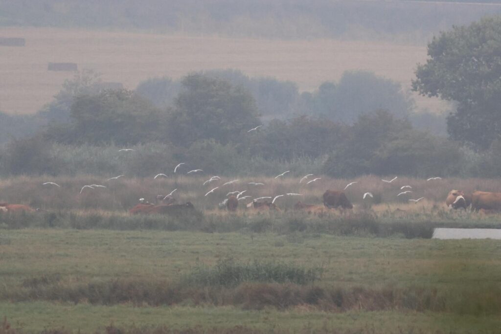 Cattle Egrets