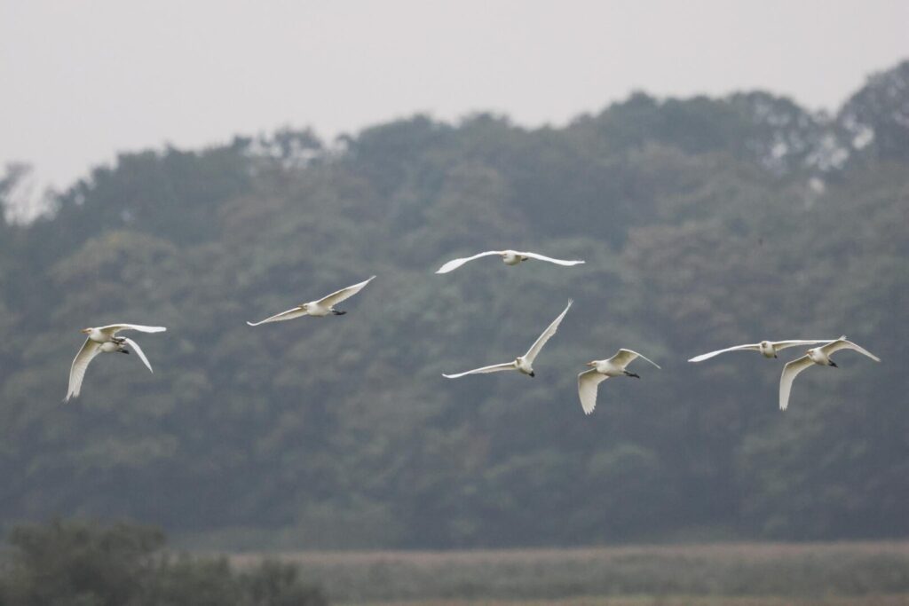 Cattle Egrets