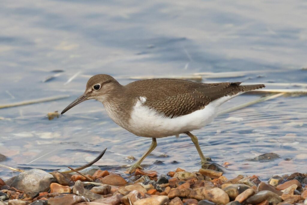 Common Sandpiper