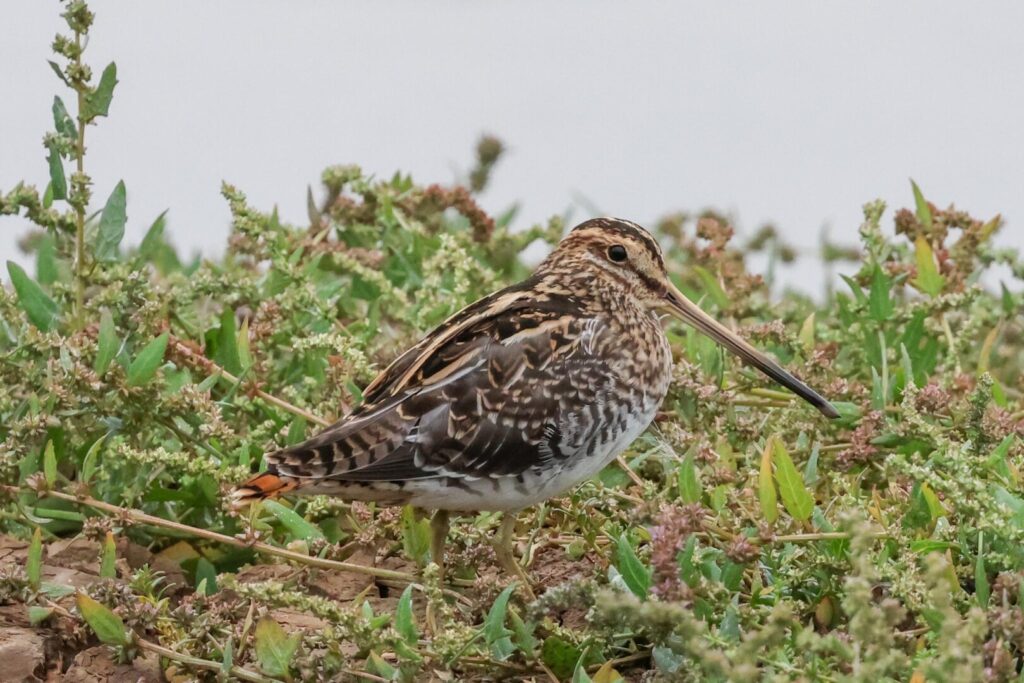 Common Snipe