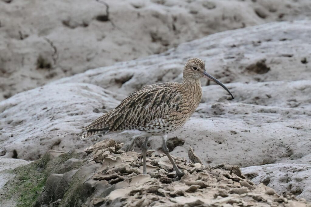 Curlew