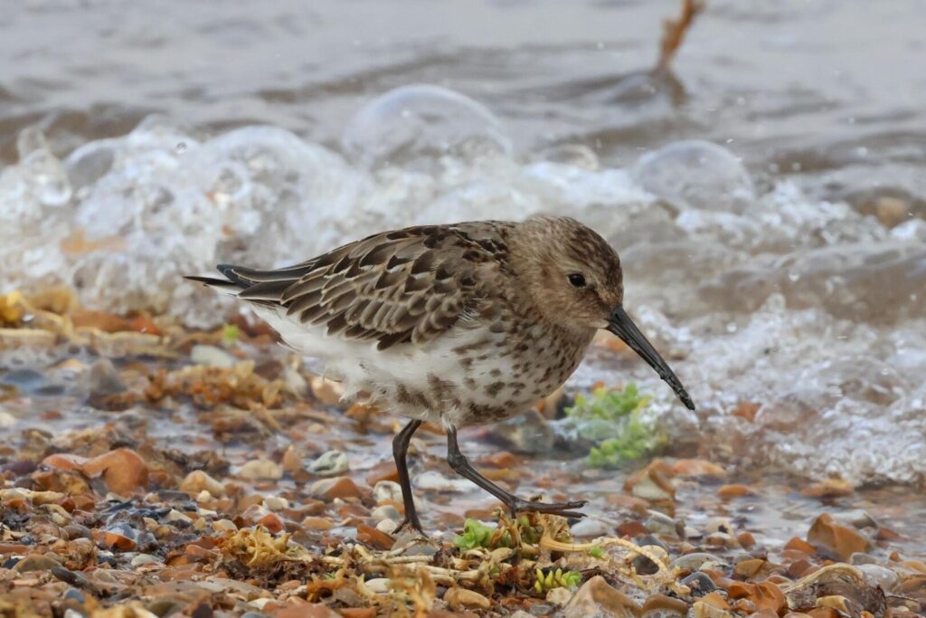 Dunlin