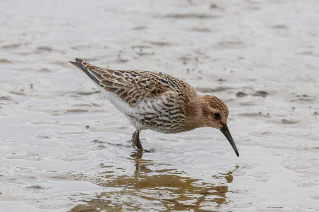 Dunlin