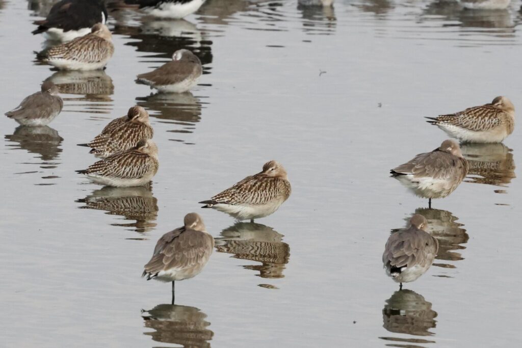 Godwits