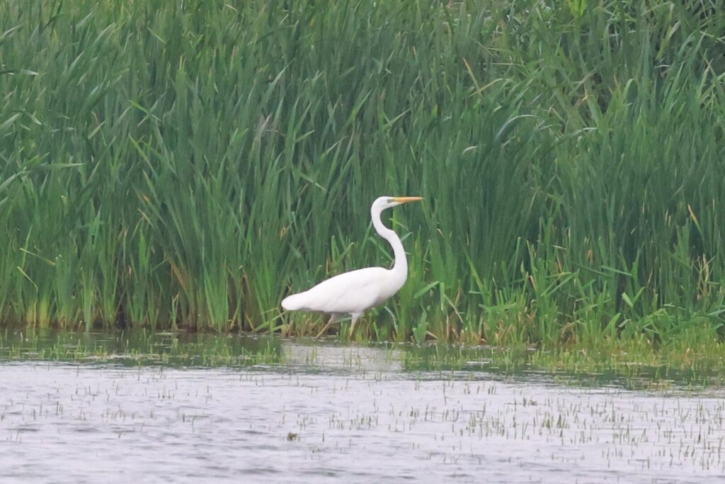 Great White Egret