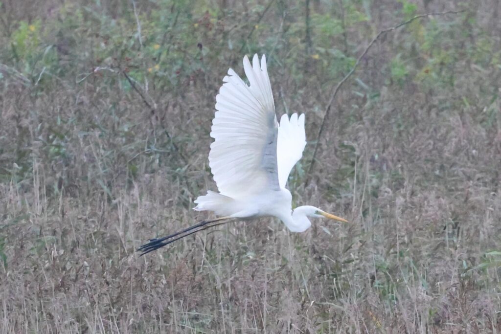 Great White Egret