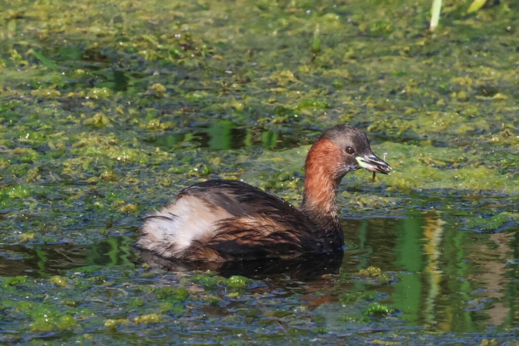 Little Grebe