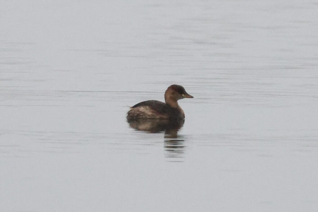 Little Grebe