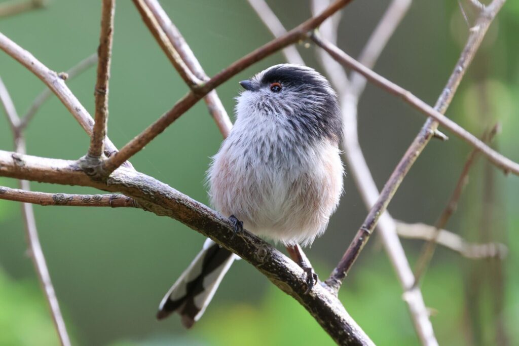 Long-tailed Tit