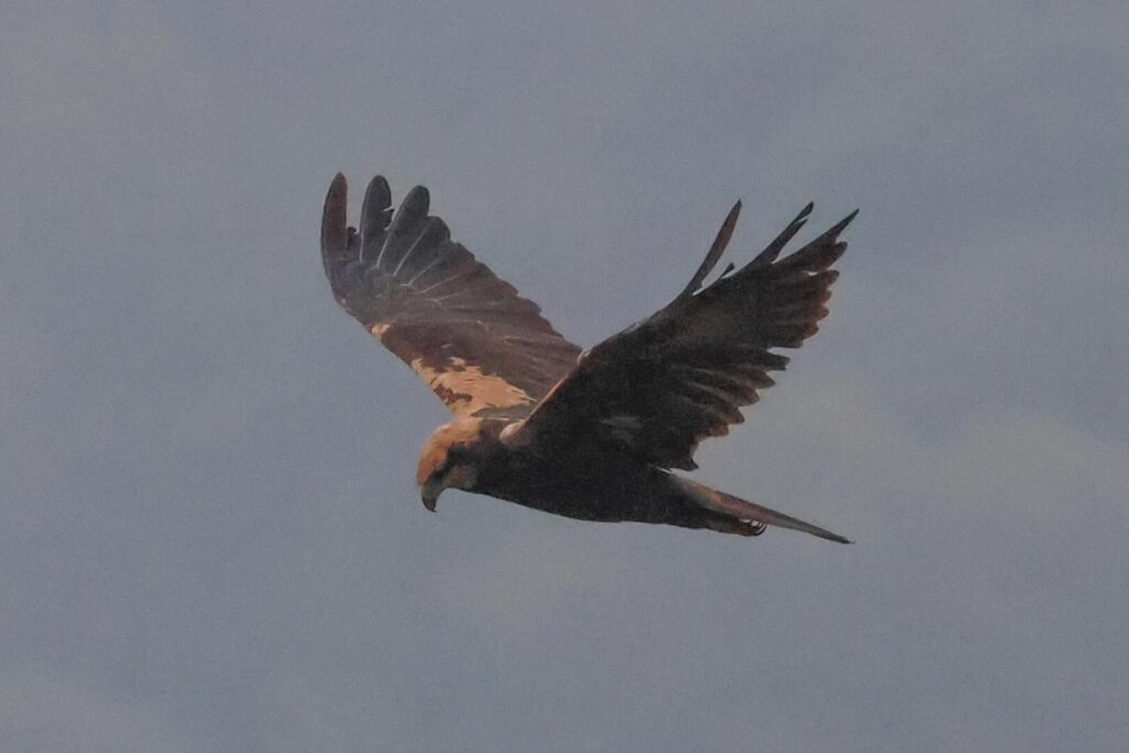 Marsh Harrier