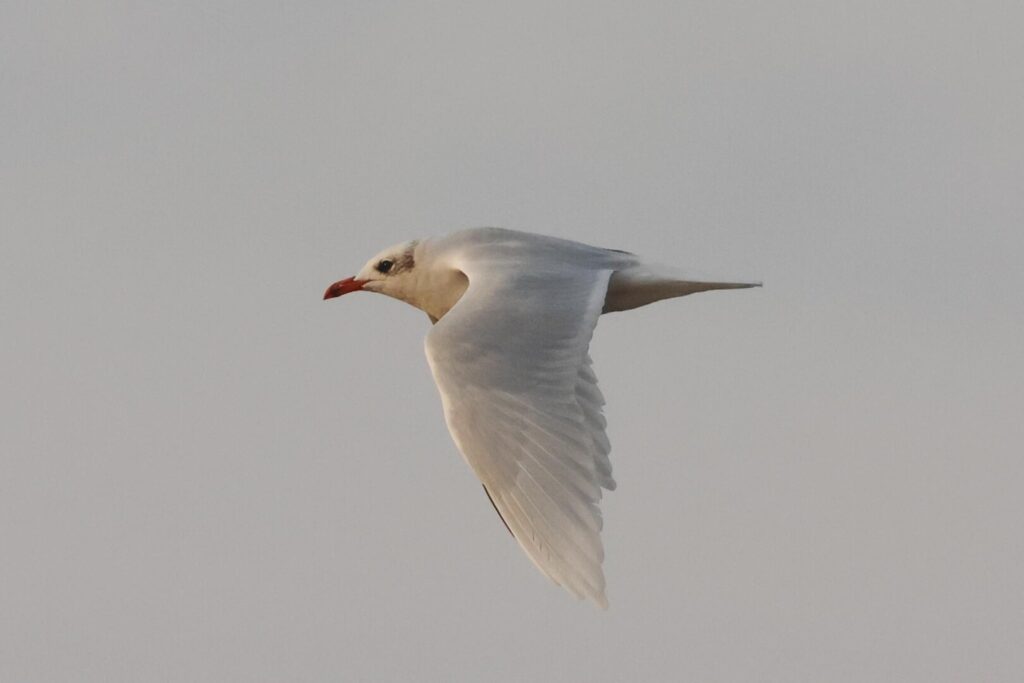 Mediterranean Gull