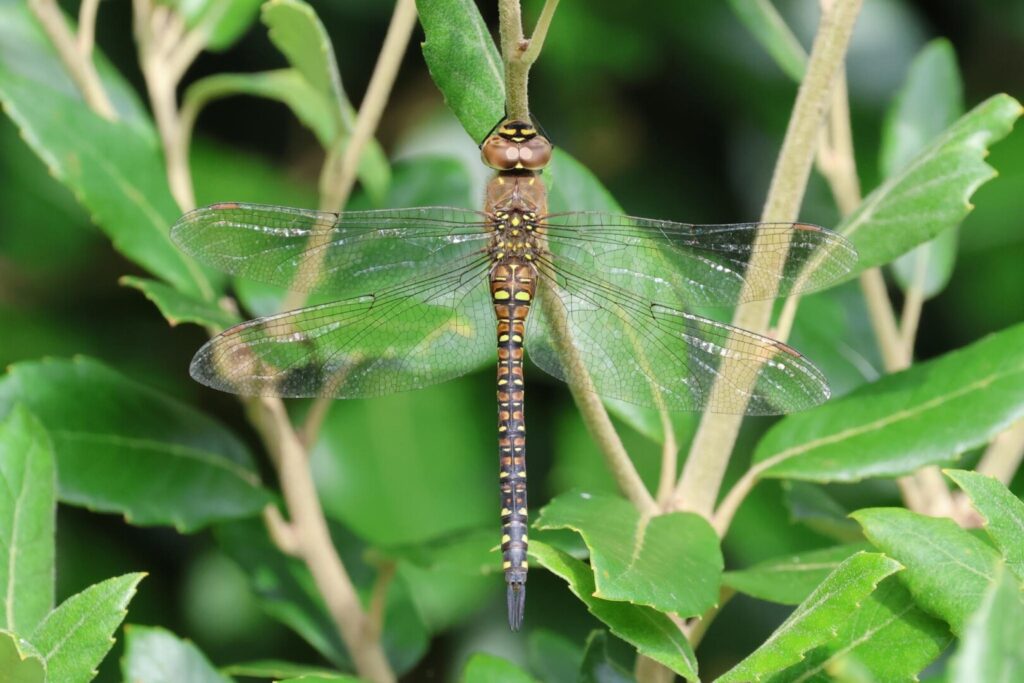 Migrant Hawker