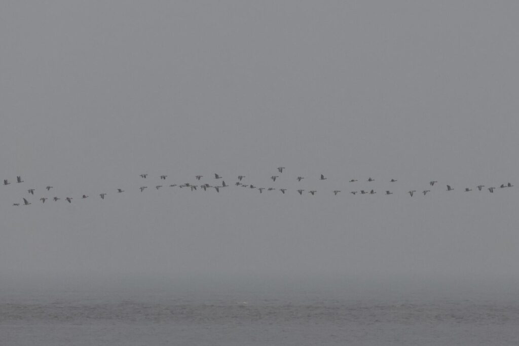 Pink-footed Geese