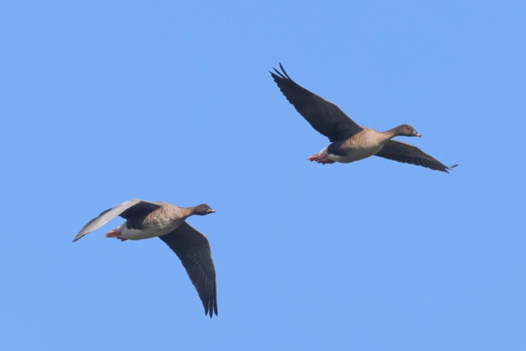 Pink-footed Geese