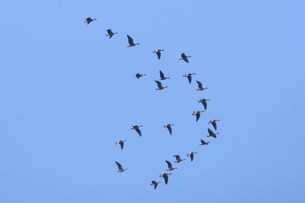 Pink-footed Geese