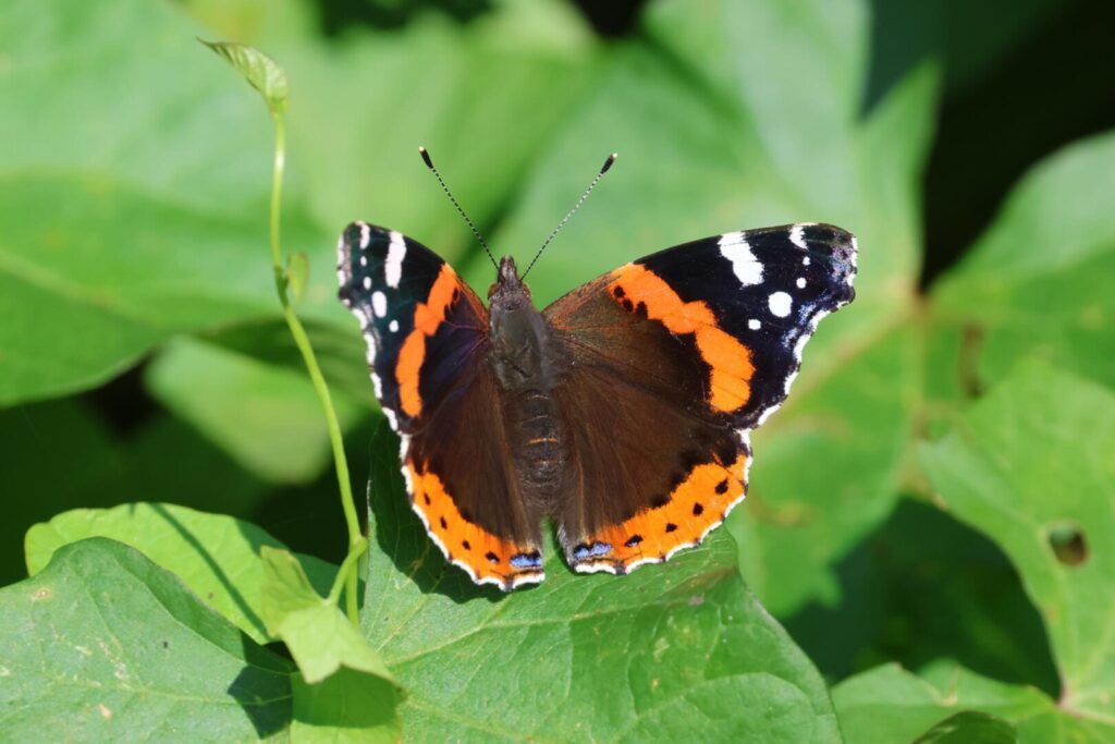 Red Admiral