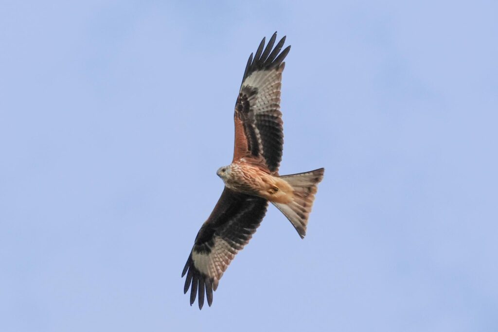 Red Kite