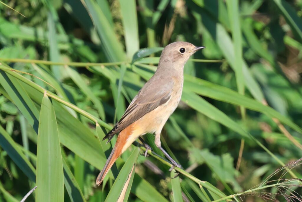 Redstart