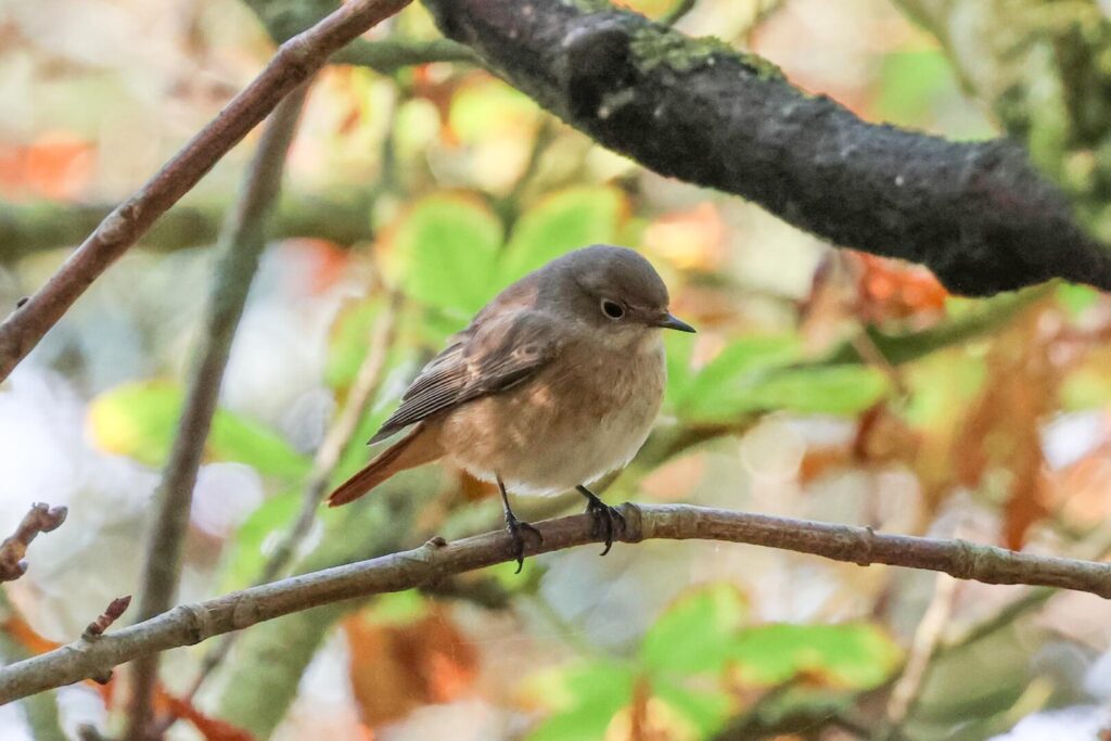 Redstart