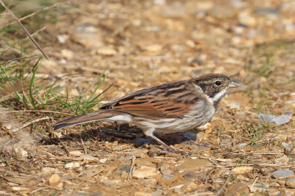 Reed Bunting