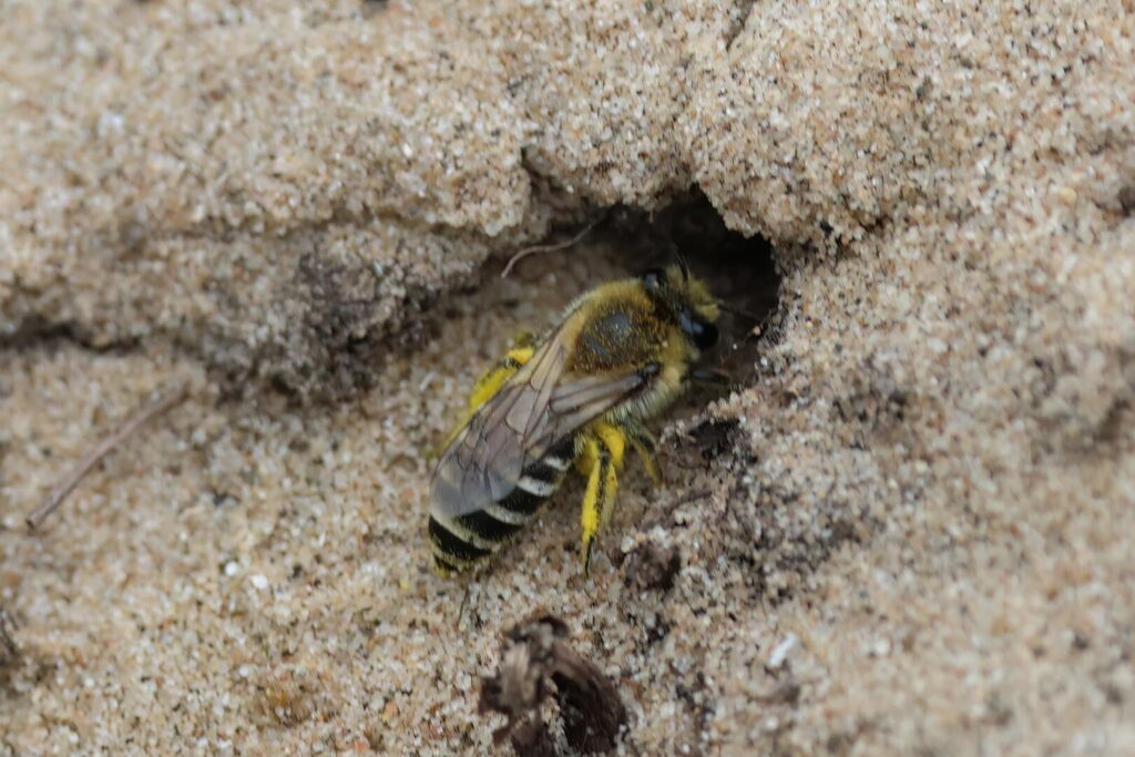 Sea Aster Bee