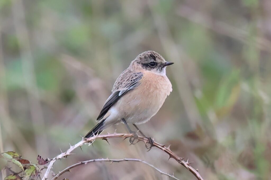 Siberian Stonechat