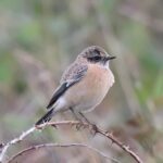 Siberian Stonechat