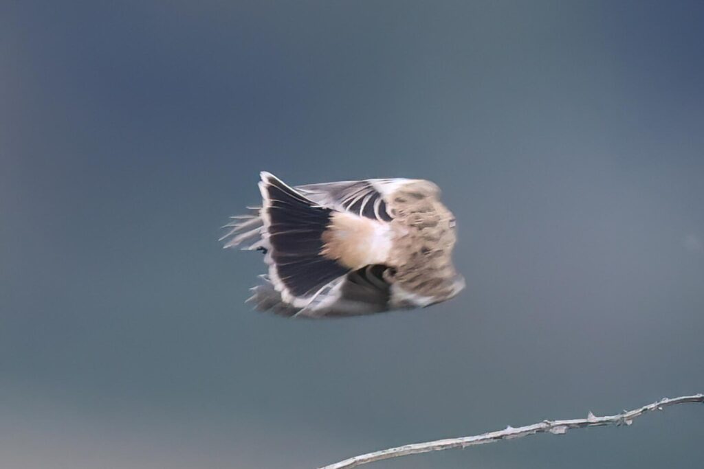 Siberian Stonechat