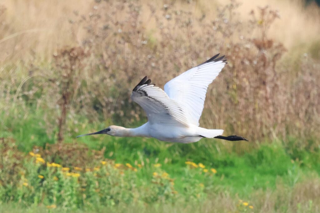 Spoonbill