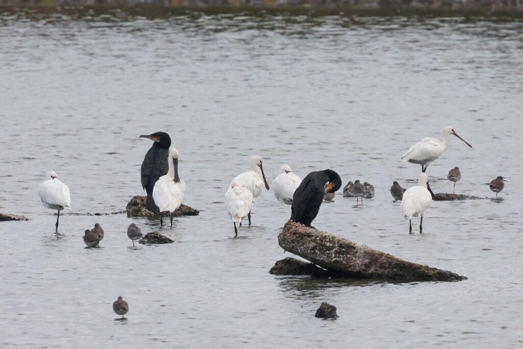 Spoonbills