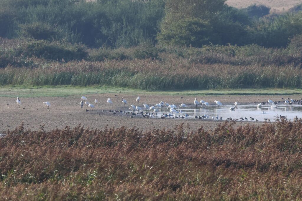 Spoonbills