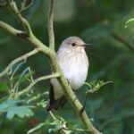 Spotted Flycatcher