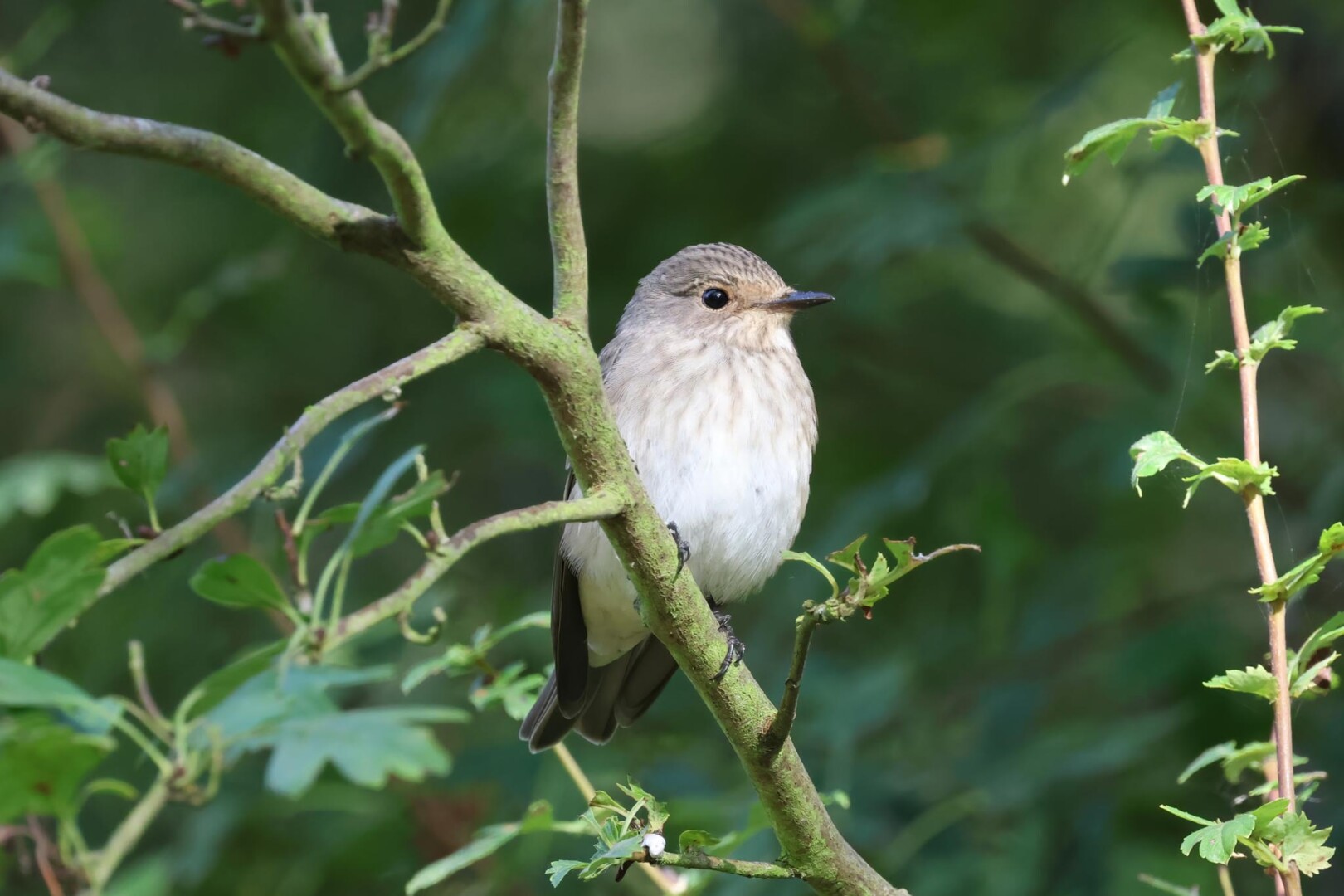 Spotted Flycatcher