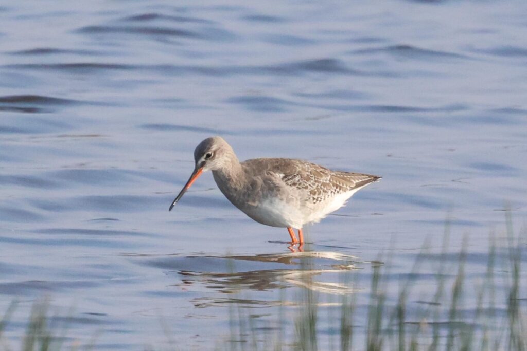 Spotted Redshank