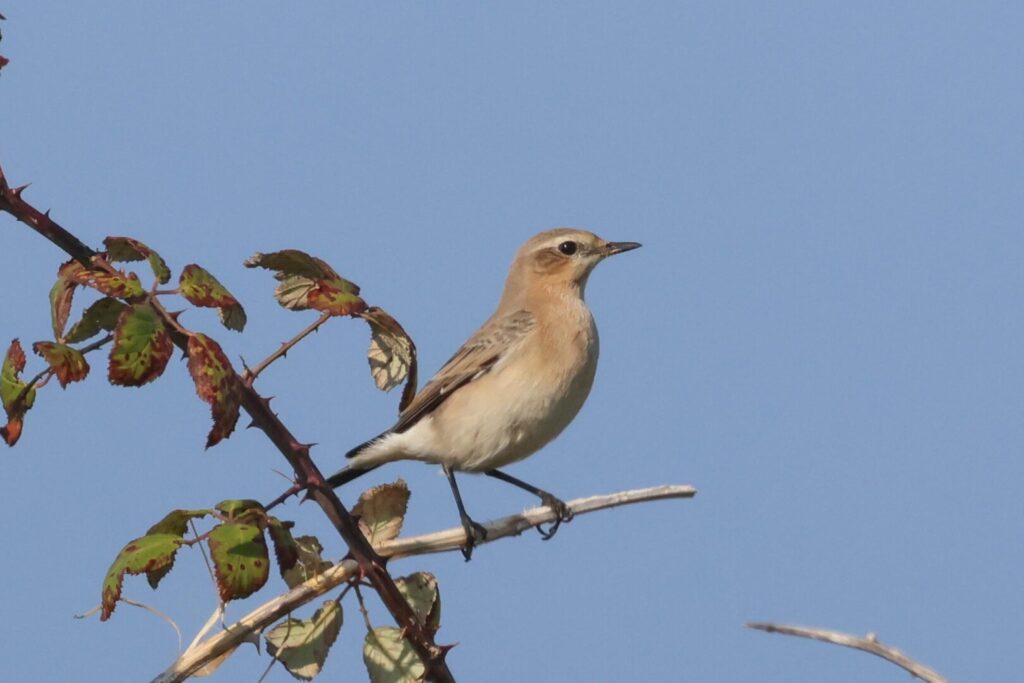 Wheatear