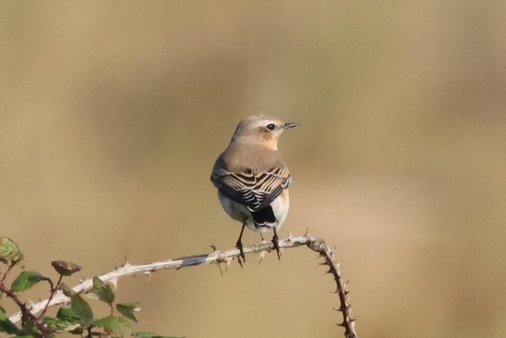 Wheatear