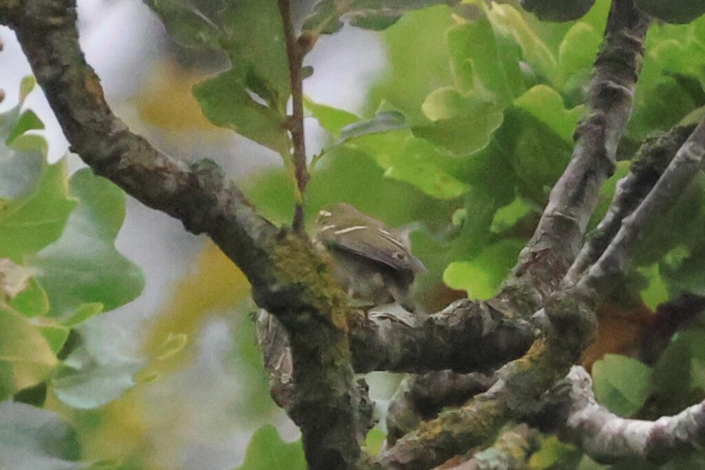 Yellow-browed Warbler