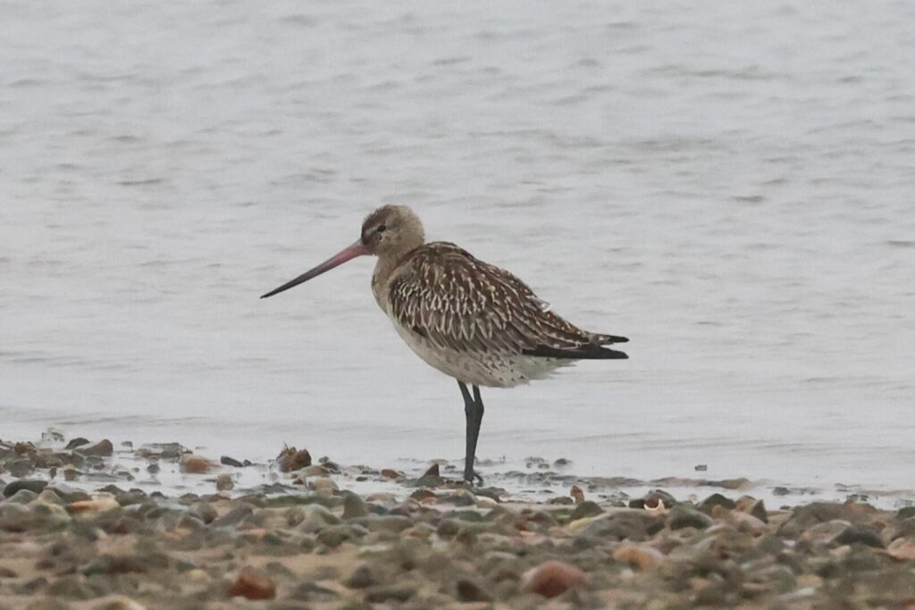 Bar-tailed Godwit