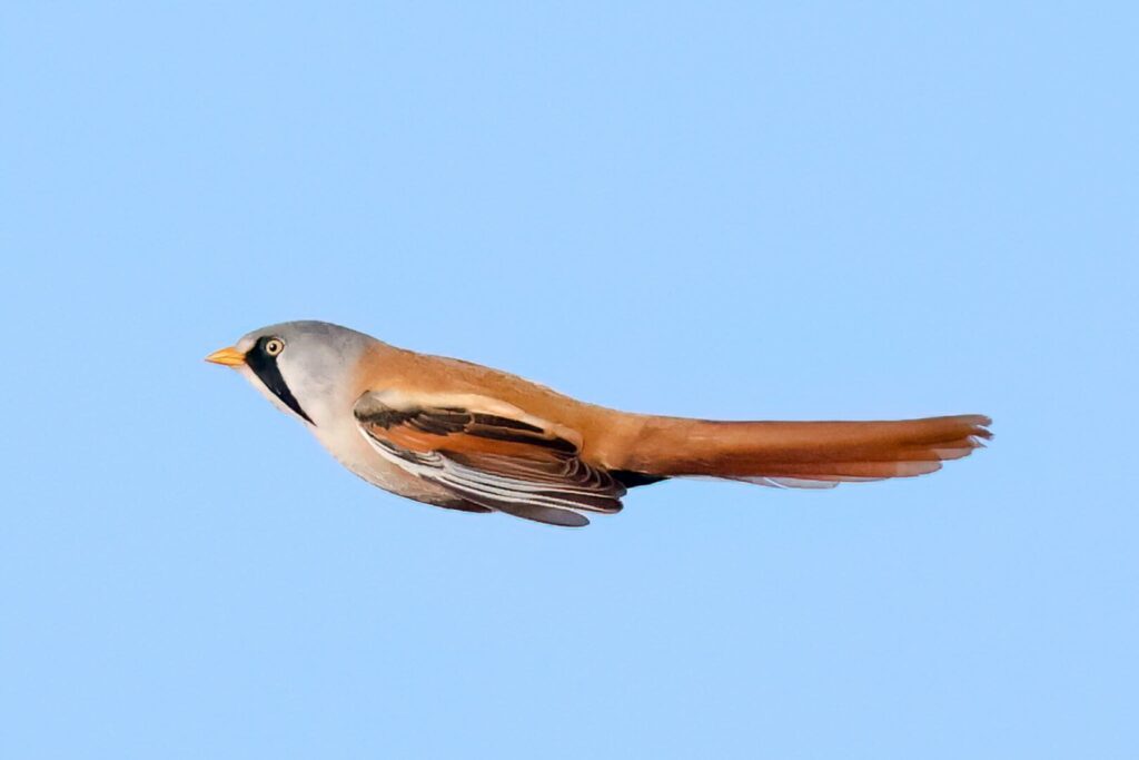 Bearded Tit