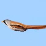 Bearded Tit