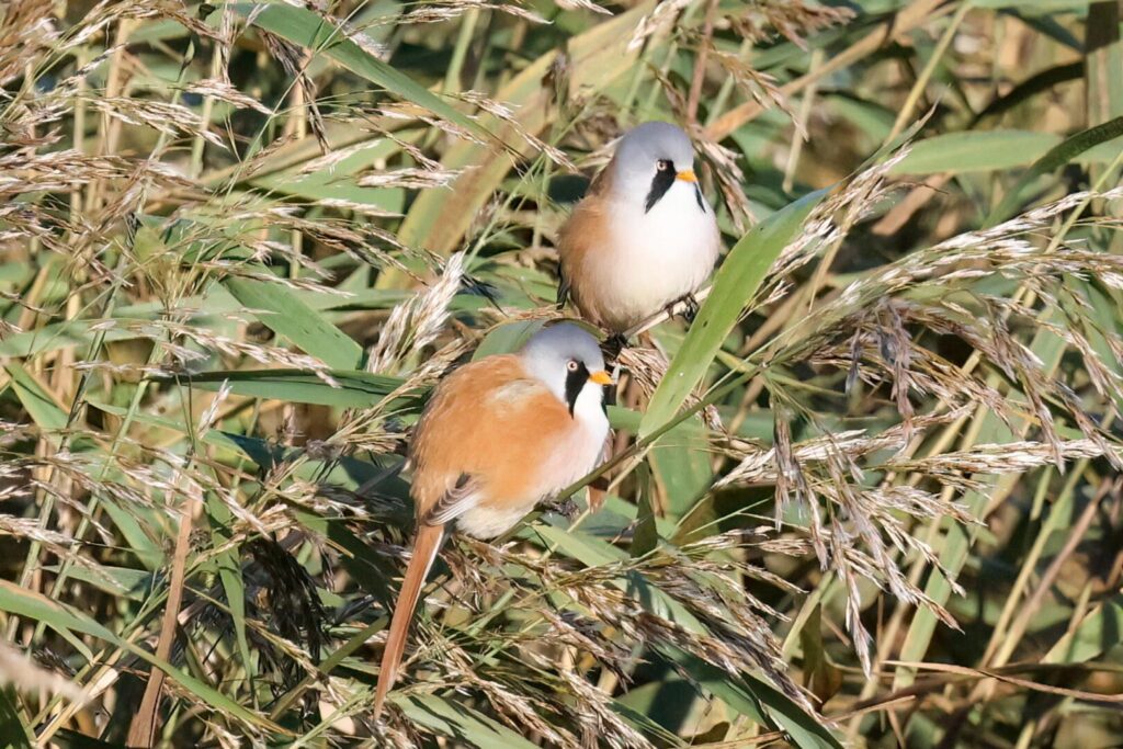 Bearded Tits