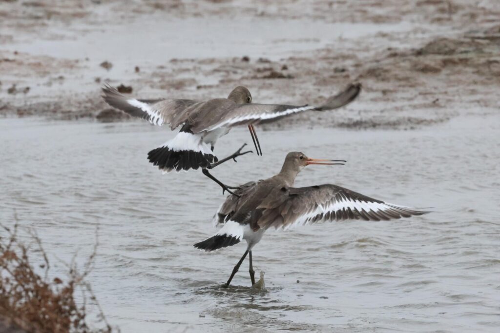 Black-tailed Godwits