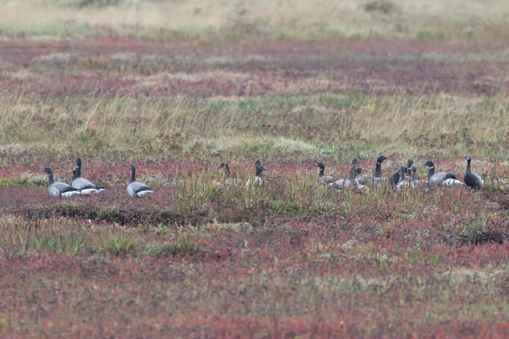 Brent Geese