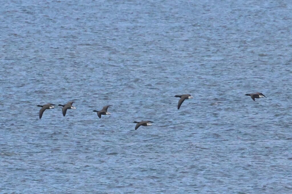 Brent Geese